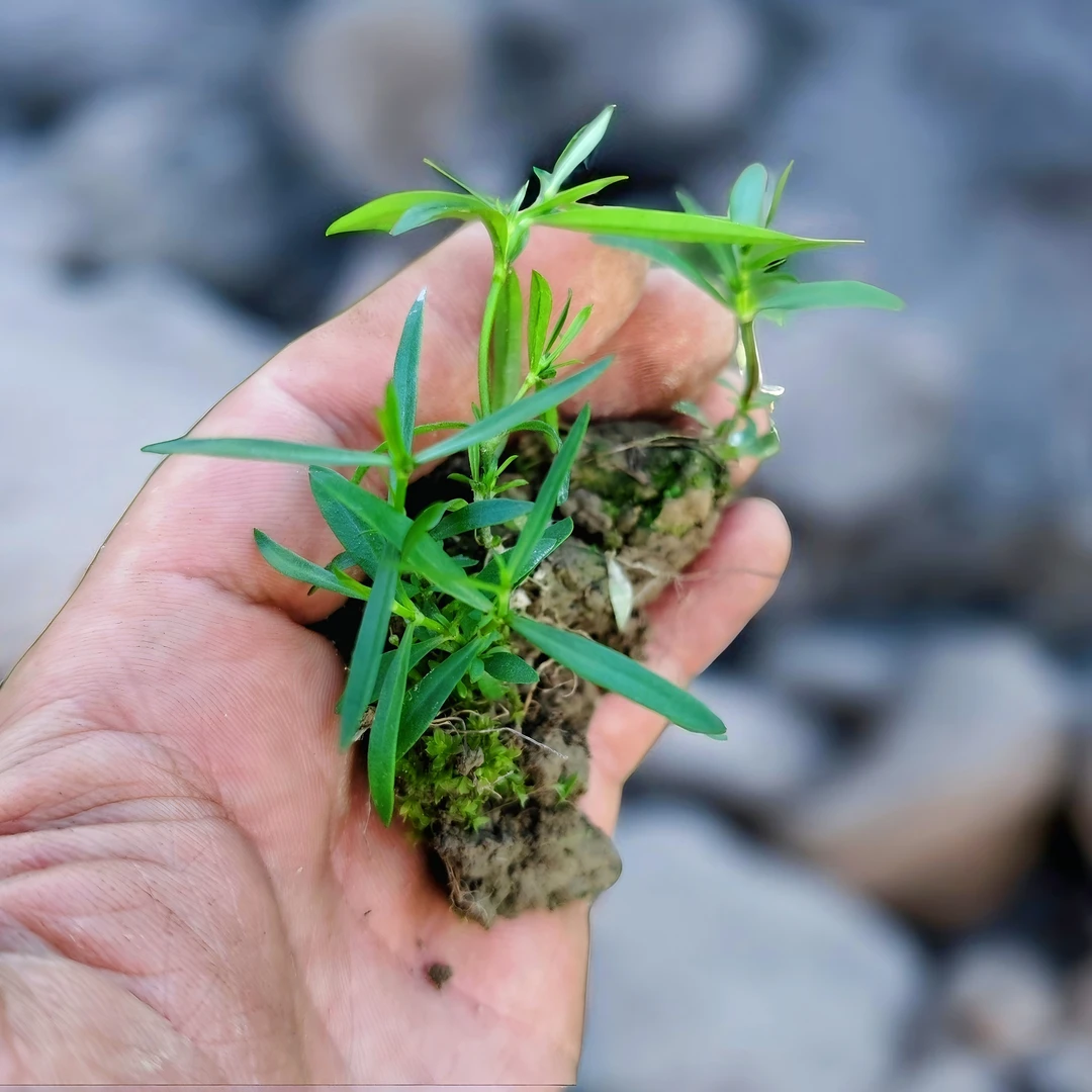 白花蛇舌草苗新鲜现挖百花蛇舌草带土好种植户外庭院种养苔鲜保湿