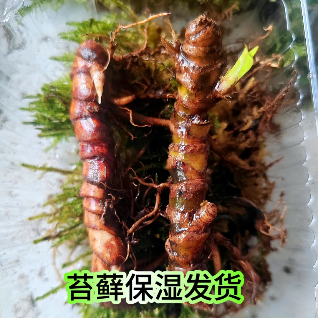石菖蒲根盆景水培植物龙根办公室盆栽龟缸养殖物绿植观赏