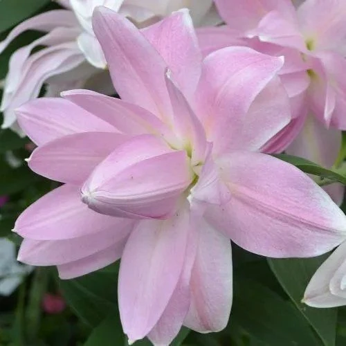 香水百合种球重瓣百合花盆栽种球浓香型四季种植花种子郁金香花卉