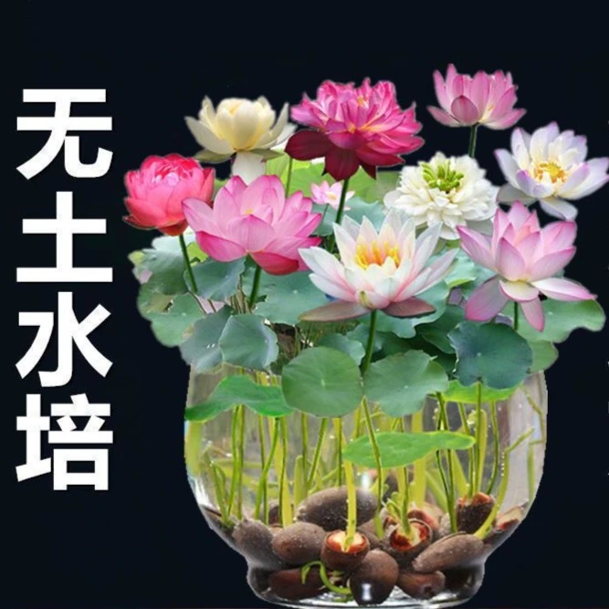 懒人清香夏季碗莲种四季开花水培水养绿植睡莲荷花无土盆栽花卉