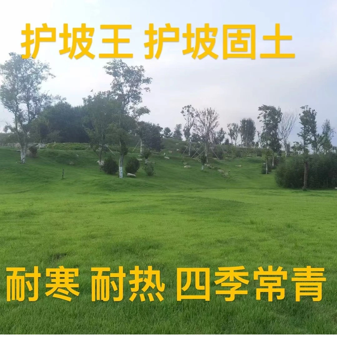护坡固土草坪草籽护坡王草坪种子四季青简单易活耐寒耐旱绿化草种