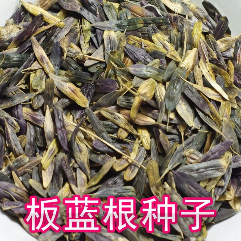 春播大叶板蓝根种子材种苗大青根大青叶种籽菘蓝籽优