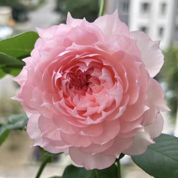 月季花苗秋季阳台盆栽灌木月季花藤本月季花园庭院植物爬藤花卉