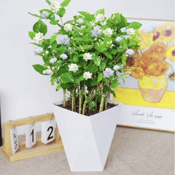 【带花苞】茉莉花白色中国茉莉花之乡横州市直供室内外阳台盆栽花香