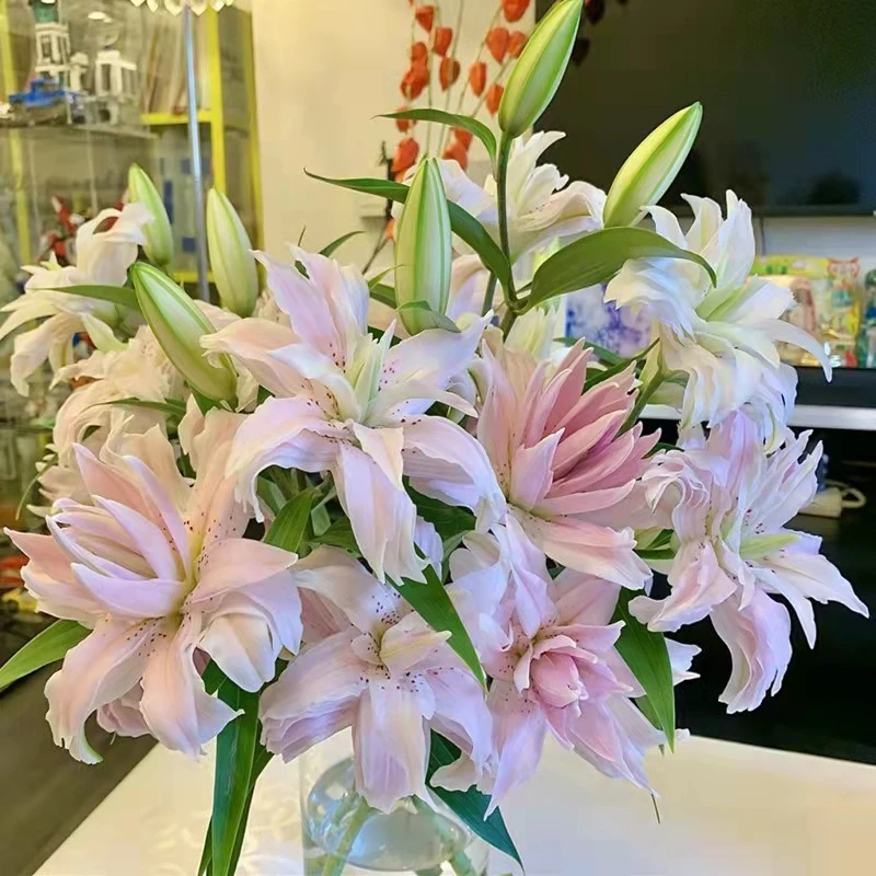 香水百合种球三个（颜色随机）