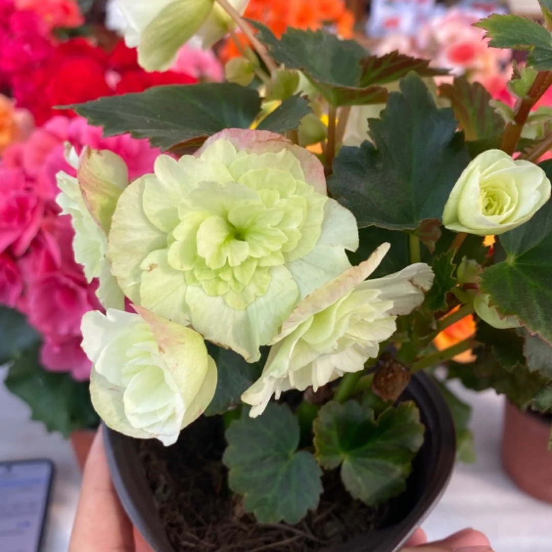 盆栽花卉 丽格海棠 飞翔绿（颗型偏小）