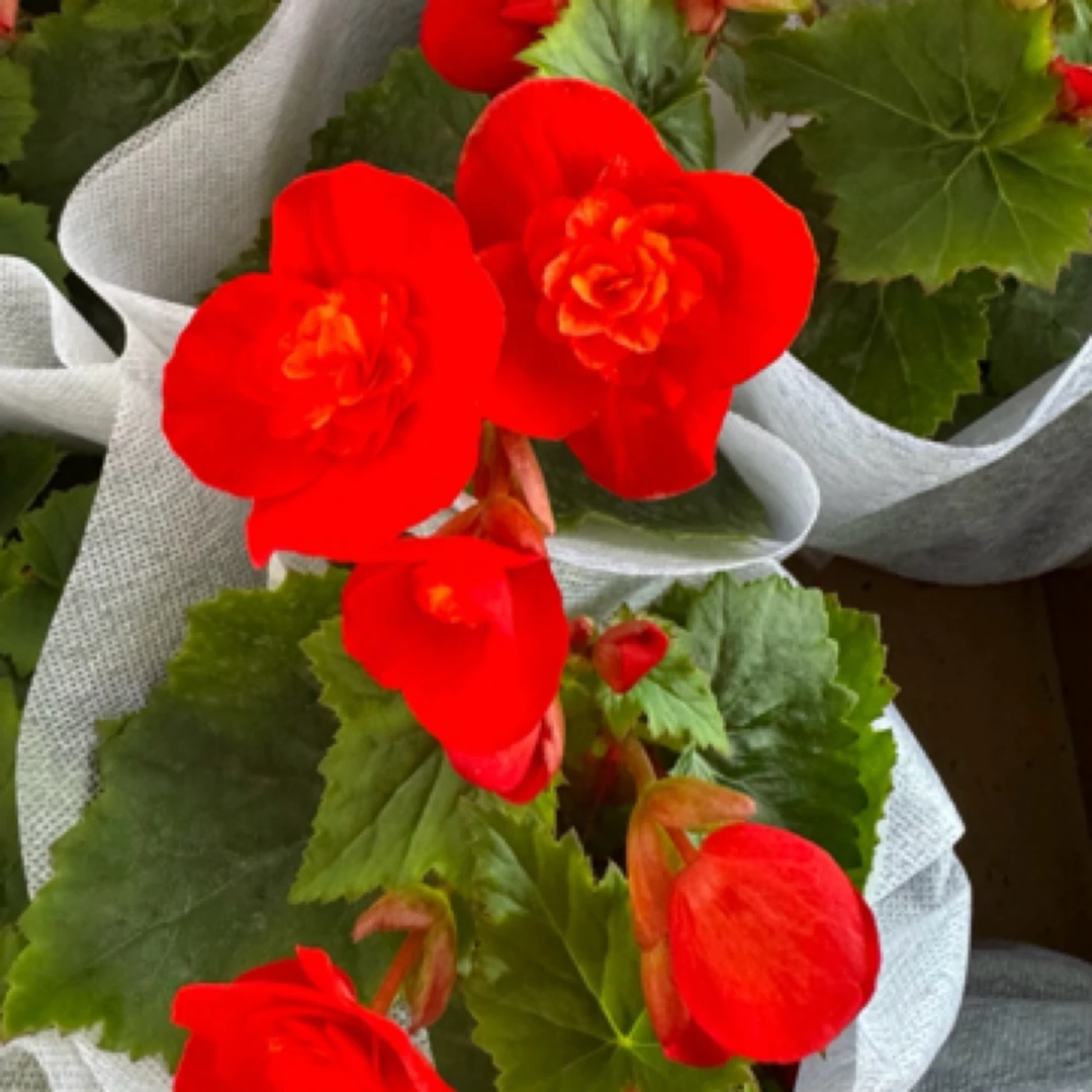 丽格海棠 垂钓心爱红