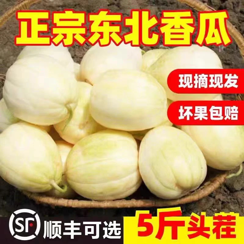 （大超子）黑龙江甜香瓜5斤装（顺丰包邮）