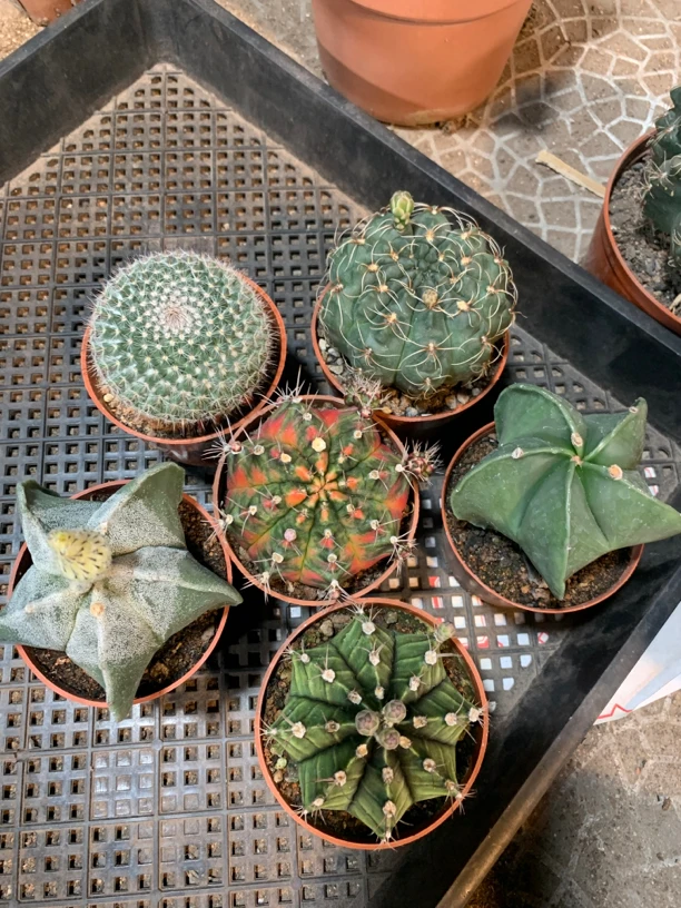 仙人球套餐 六六大顺