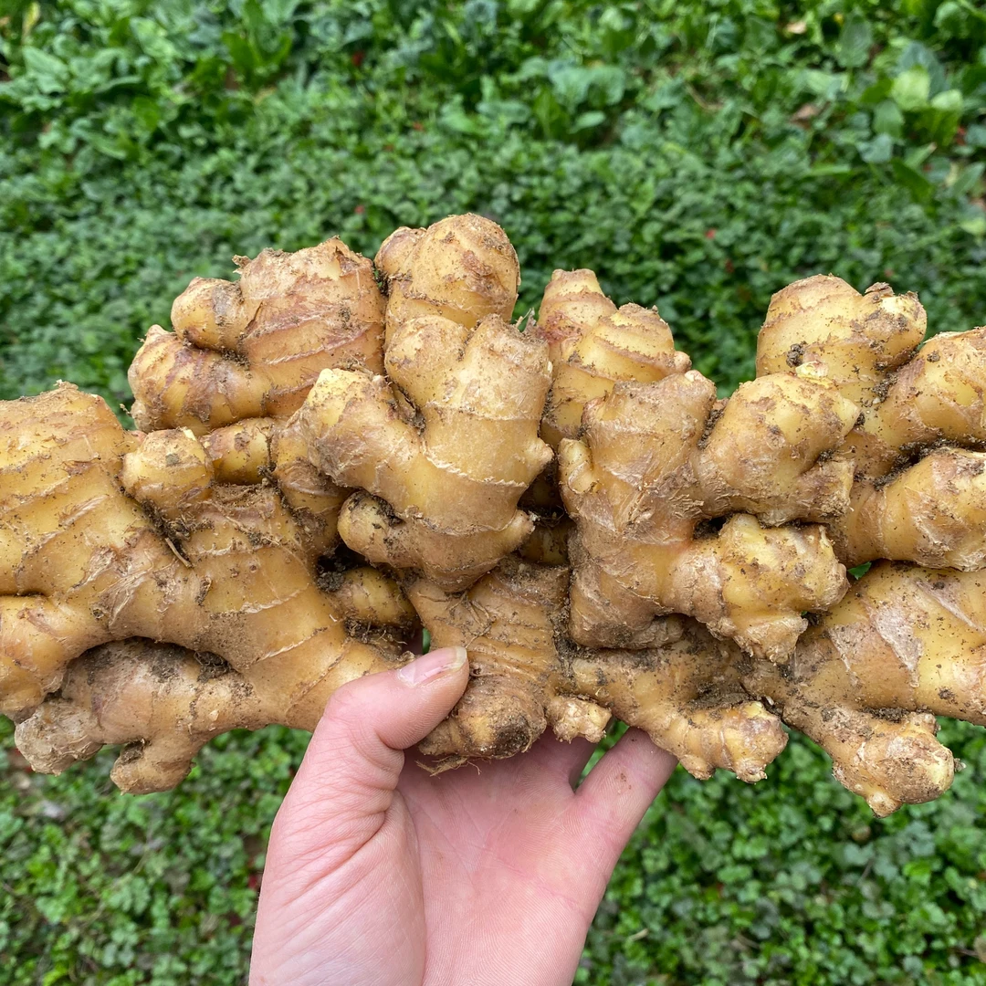 金寨高山生态小黄姜老生姜小黄姜3斤5斤小黄姜姜味浓郁老品种做菜