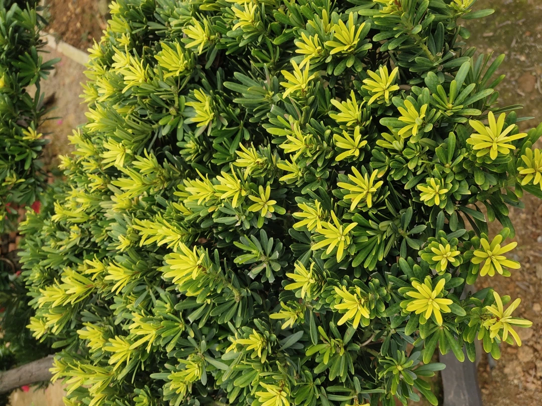 黄金钻罗汉松杯苗，嫁接杯苗，适应温度0度以上