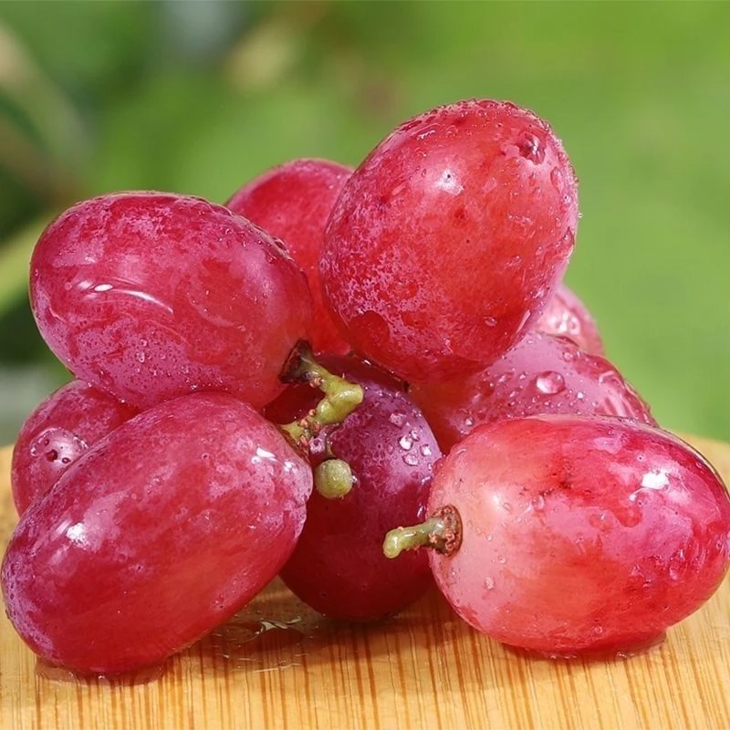 脆甜无籽红提克伦生冰美人葡萄新鲜现摘四川大凉山应季水果