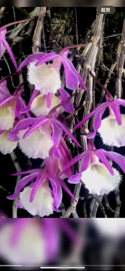 天宫石斛（爆花漂亮，多花系列）易生长室内外可种