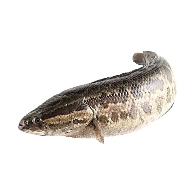 散装鲜活黑鱼【默认宰杀、不切片】 1200g/份