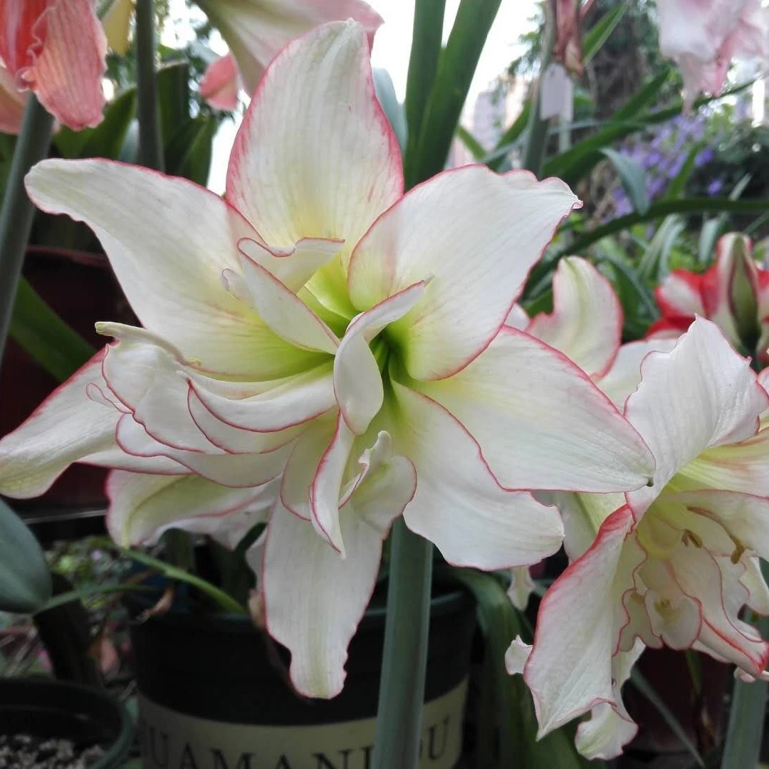 【滑稽演员】南非进口朱顶红24/26大花重瓣适合室内外种植 现货