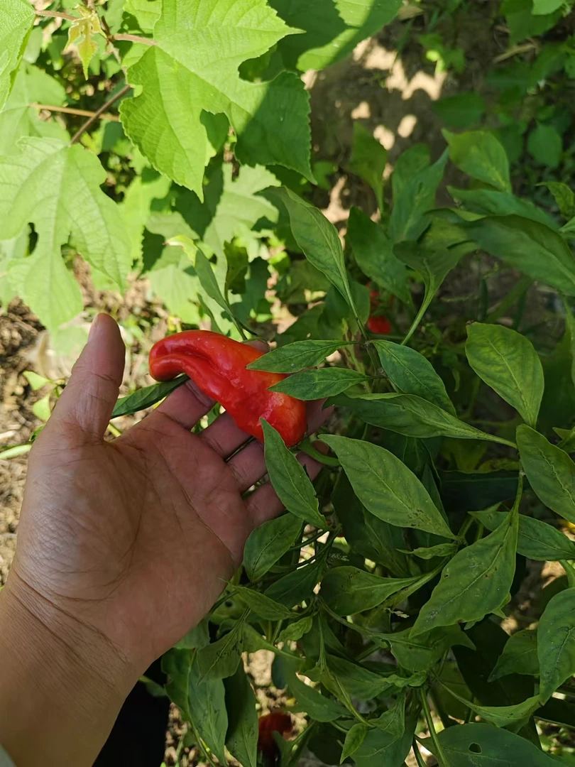 农家种植秋辣椒露天土辣椒微辣特辣香辣回味强3斤5斤包邮湖北天门