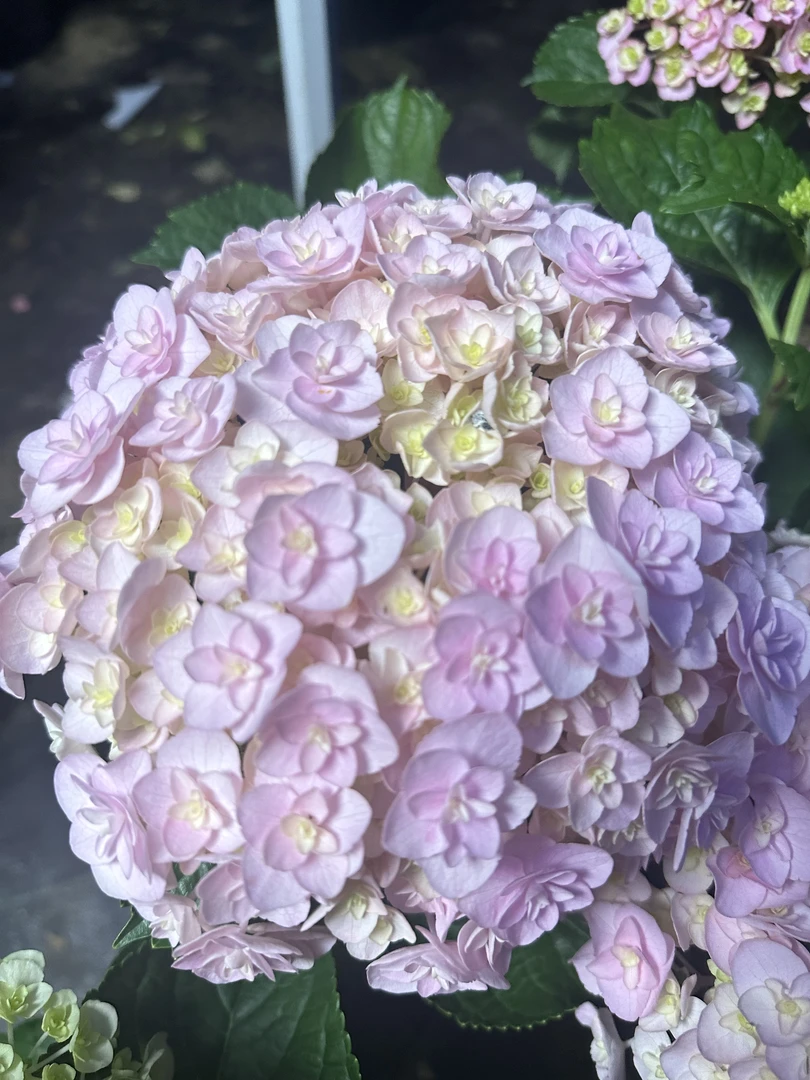 庭院花园大花绣球花宝1加仑通用好看开花土壤种植颜色适合适用