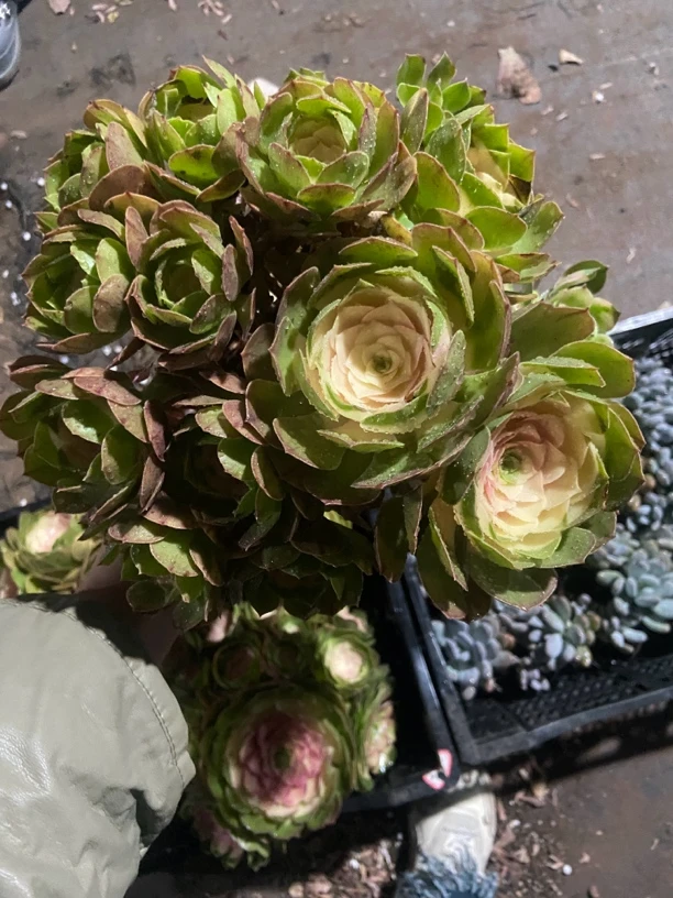 彩虹法师 三单包邮