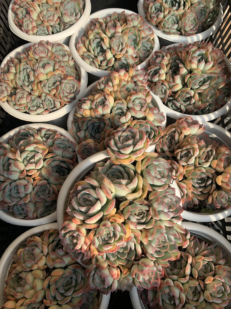 草莓冰  三单包邮多肉植物
