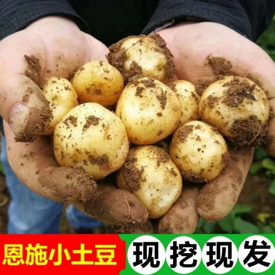 【恩施小土豆】湖北恩施马尔科黄心小土豆现挖现买一整箱包邮
