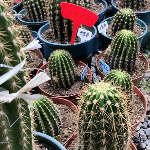鲍**子A066仙人掌卡奈西