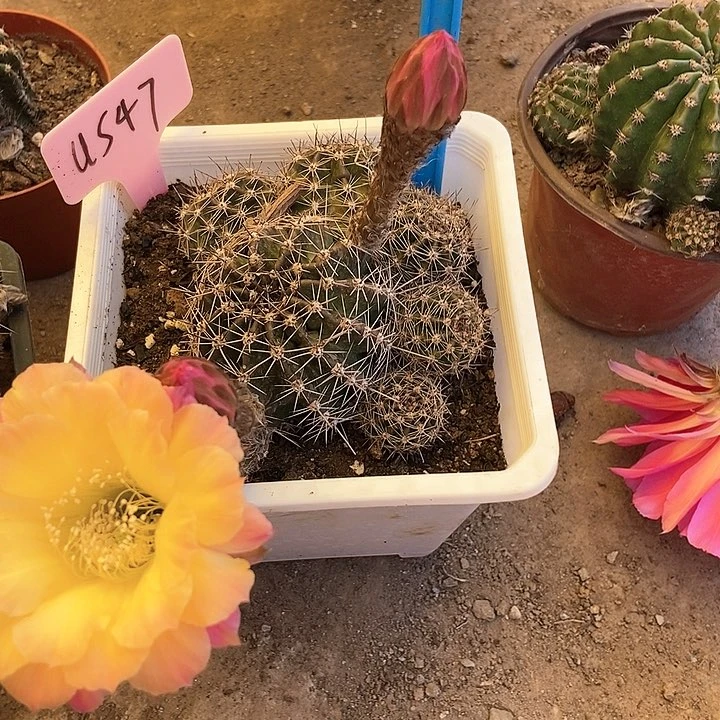 小****小0018仙人掌彩草