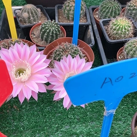 开花仙人掌彩草A035