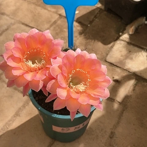 小****生仙人掌彩草0060 白花各一棵