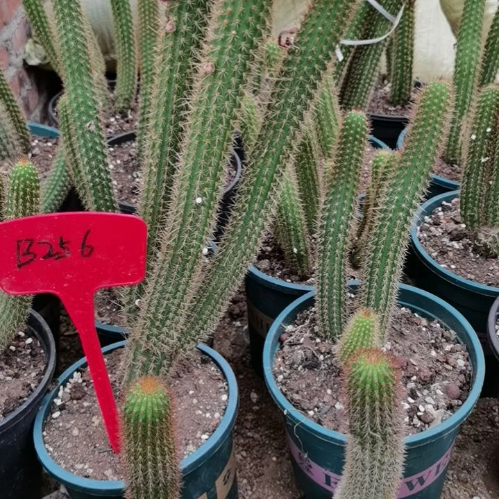 潘*姐仙人掌B256彩舞柱