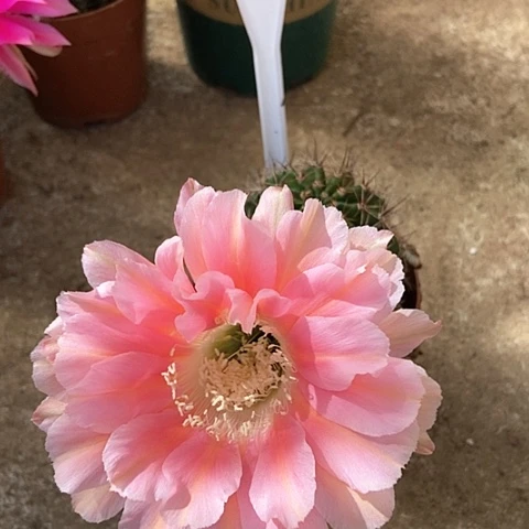 紫*B213仙人掌彩草