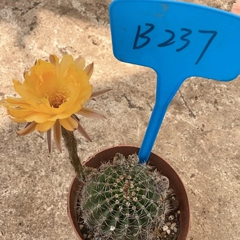 惜**泺B2 37仙人掌彩草