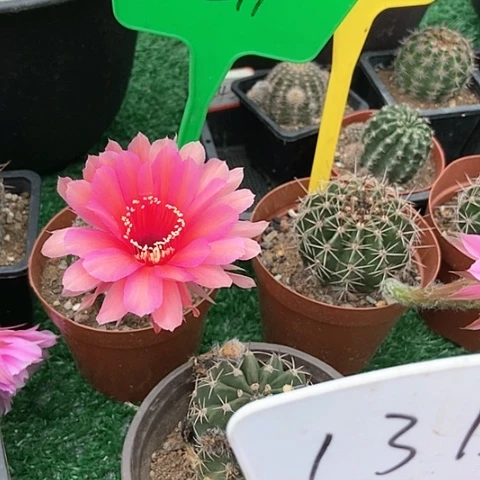 开花仙人掌彩草0211