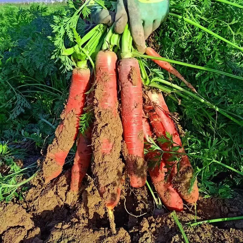 2025年陕西沙地新鲜水果红萝卜当季蔬菜现挖生吃脆甜透心红萝卜