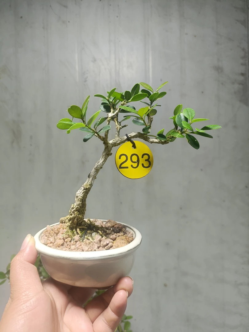 海岛黄杨小品掌中盆景素材山採老桩熟桩原生瓜子黄杨室内绿植包邮