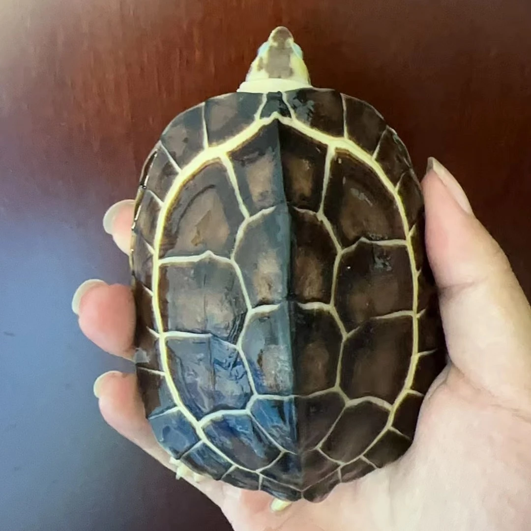 金银龟尺寸8公分左右