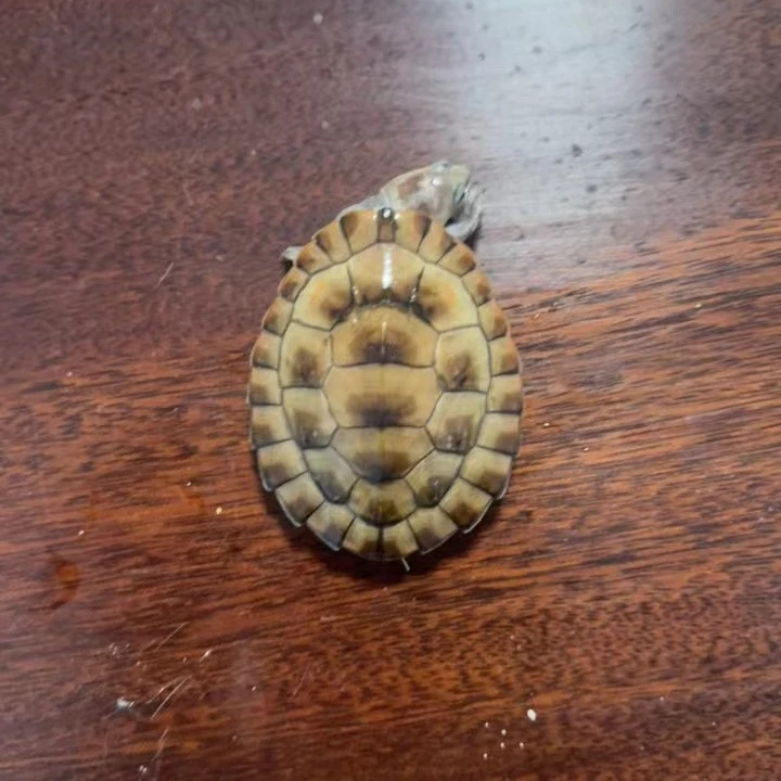 精品元奥侧颈龟8公分左右