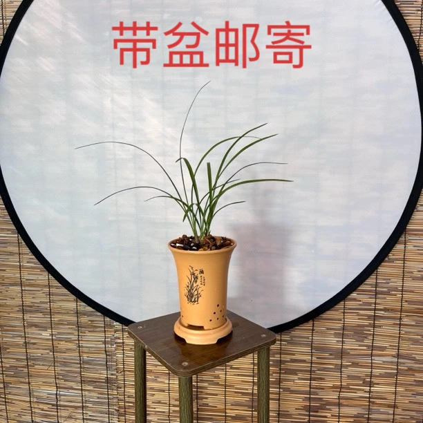 兰花盆景花卉高档绿植禅意中式盆栽春兰老种名品月佩素一盆3苗