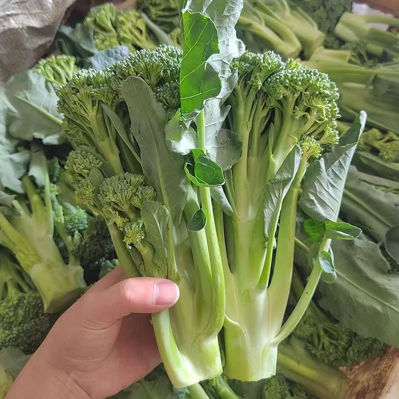 西兰苔西兰花苔甜杆菜苔蓝花新鲜蔬菜西兰芥兰菜心芥蓝