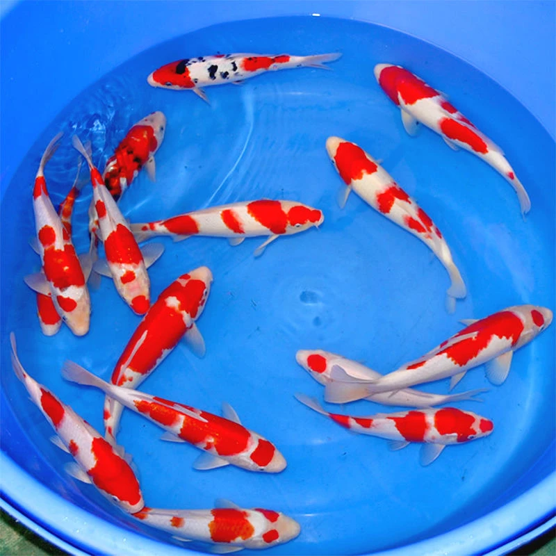红白三色大正昭和菲写孔雀秋翠龙系辉龙冷水鱼好养耐活