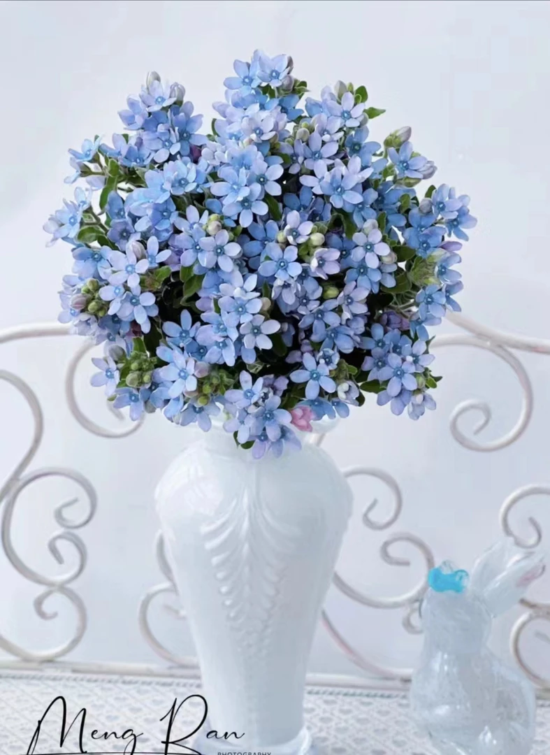 【蓝星花】小众花材家庭插画花期长