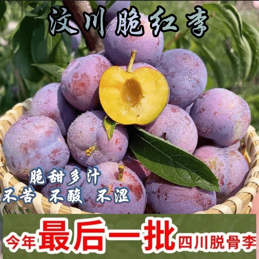 顺丰包邮现摘现发汶川红脆李水果 脱骨离核 脆甜爽口5斤包邮