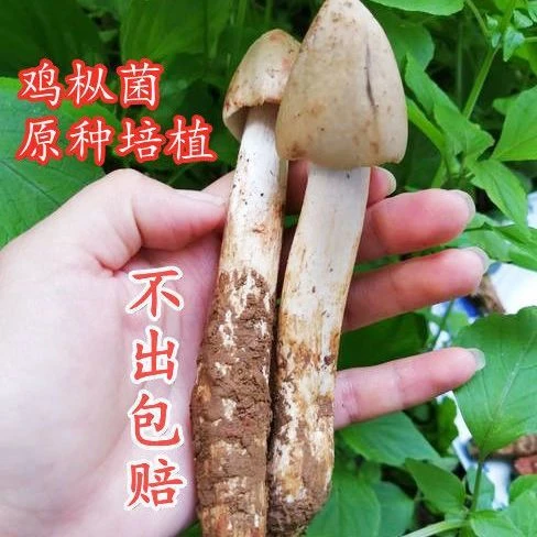 【不出包赔】鸡枞菌优质蘑菇菌包不出包赔三塔菇伞把菇鸡肉菌室
