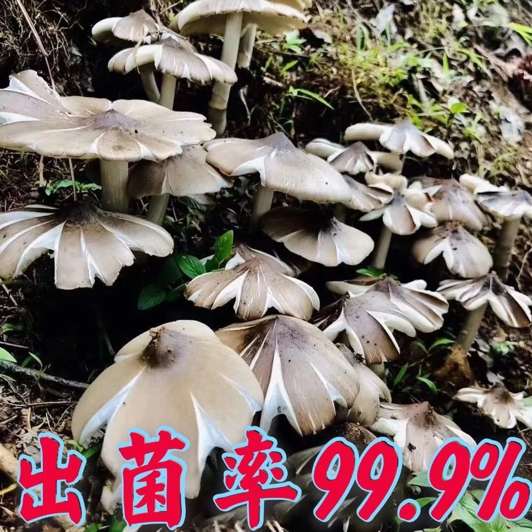 【不出包赔】鸡枞菌种子高产种子野生食用菌菌菇包三塔菌荔枝菌
