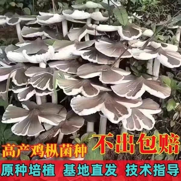【不出包赔】云南原种鸡枞菌菌种人工栽培新鲜蘑菇菌包可室内室