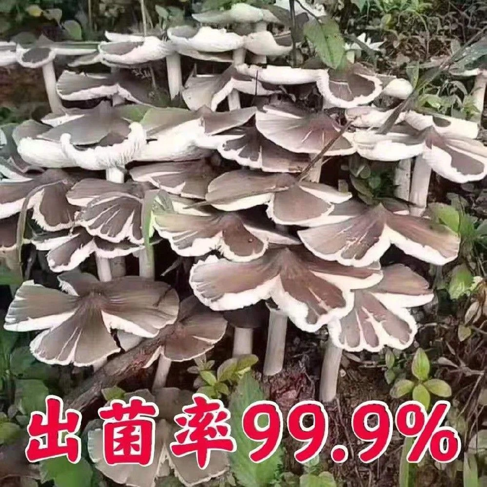 【包出菌】云南特产鸡枞菌菌种家种可食用菌种一年四季可种植