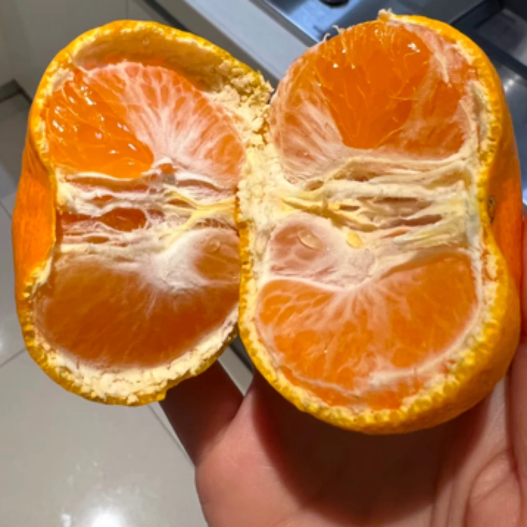 浙江基地黄岩蜜橘