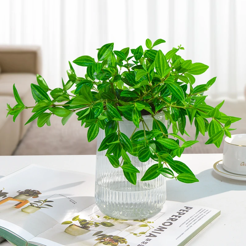 【买一送一】钻石翡翠盆栽客厅室内吊兰绿植四季常绿净化空气植物