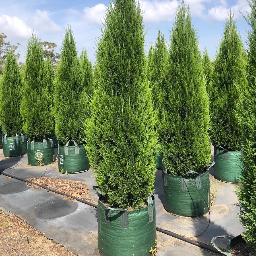 柏树苗龙柏绿化塔柏侧柏小扁柏圆柏四川蜀桧清明节四季常青宝塔松
