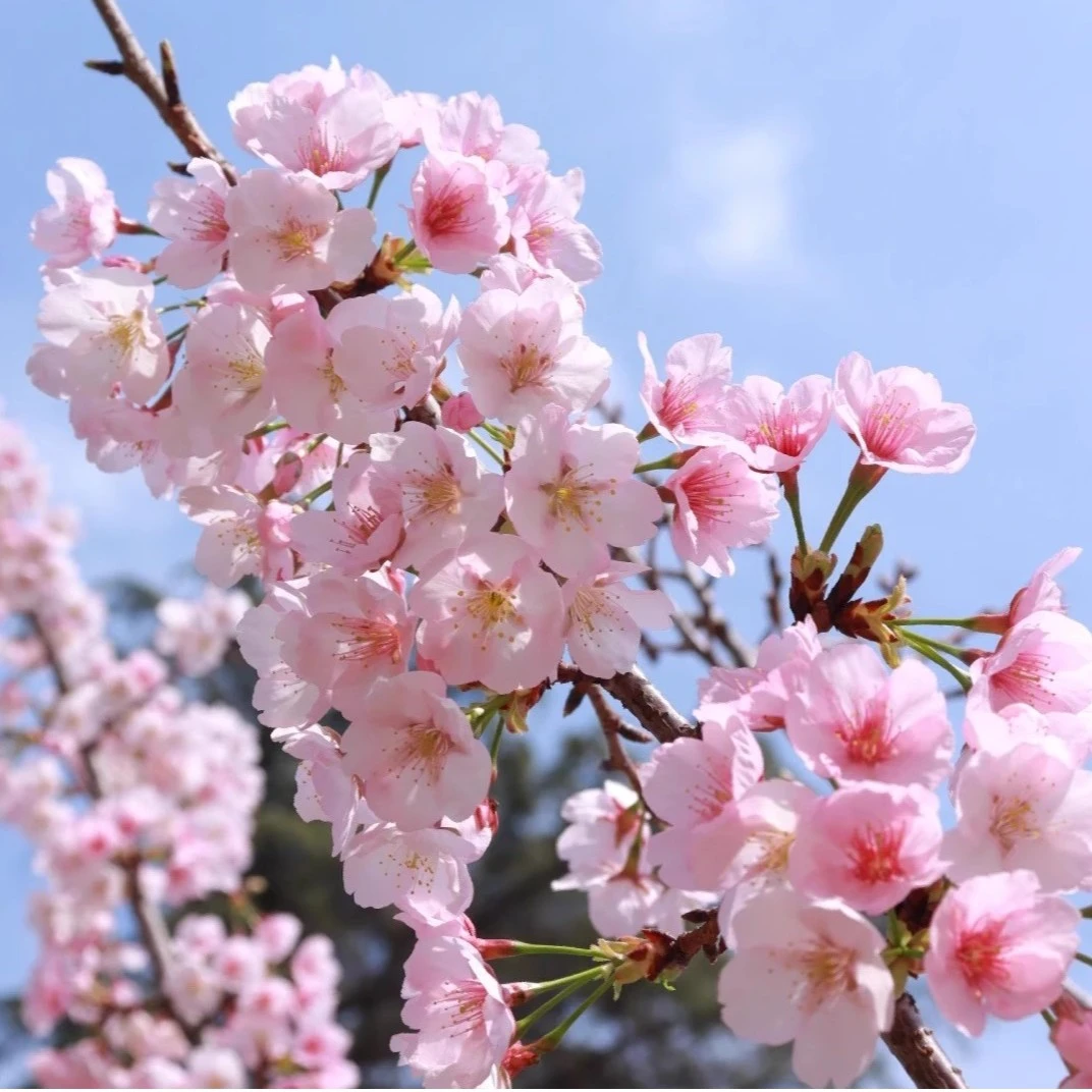 樱花树苗正宗日本樱花南北方庭院地栽盆栽花风景树园林植物绿化树