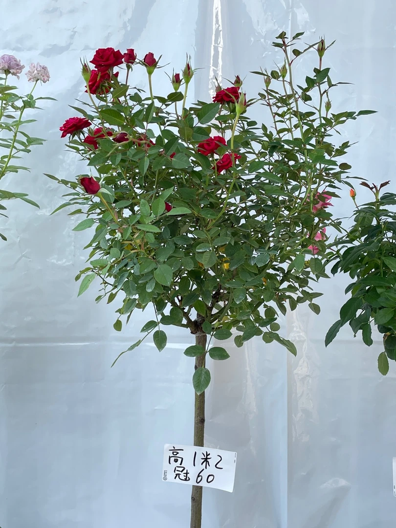 《红钻》多季节开花，花期超长生命力顽强！